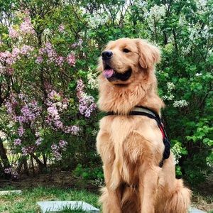 Meet your Posher, Owen